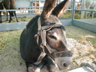 Feria Granadera
